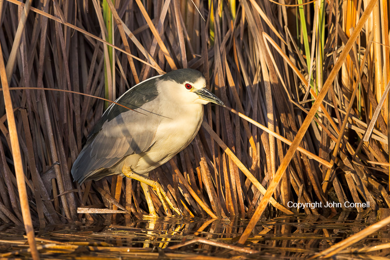Black-crowned Night Heron;Heron;Nycticorax nycticorax;One;avifauna;bird;birds;color image;color photograph;feather;feathered;feathers;natural;nature;outdoor;outdoors;wild;wilderness;wildlife